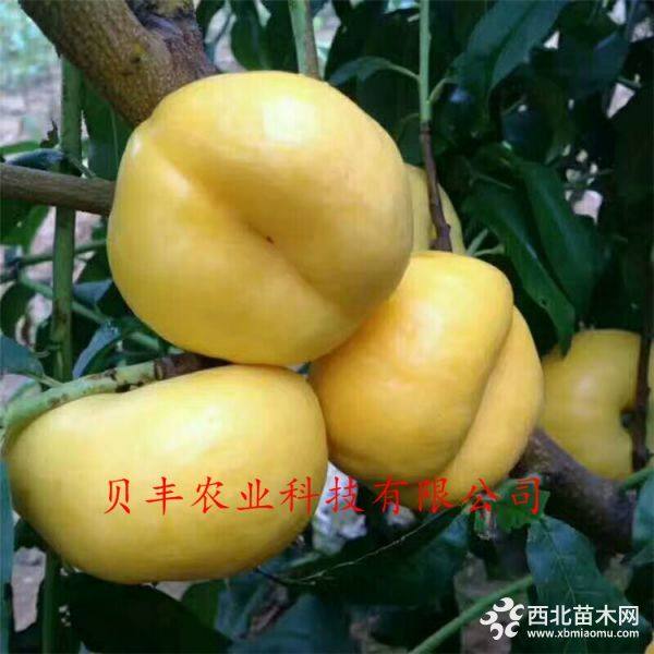 暢銷(xiāo)好品種桃樹(shù)苗