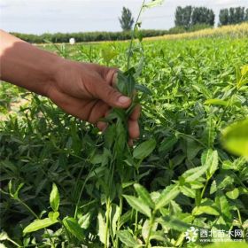 扶芳藤多少钱一颗、扶芳藤基地、绿化用扶芳藤