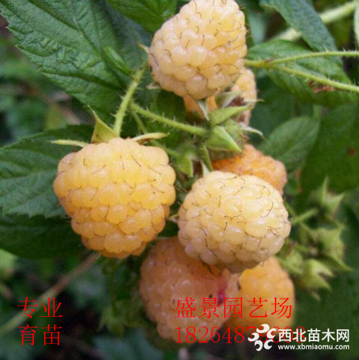 樹(shù)莓苗怎么種植