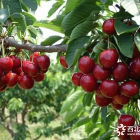 矮化櫻桃苗、矮化櫻桃苗種植技術(shù)