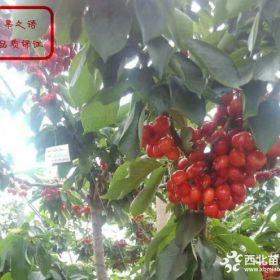 烏克蘭櫻桃樹(shù)苗、烏克蘭櫻桃樹(shù)苗種植技術(shù)