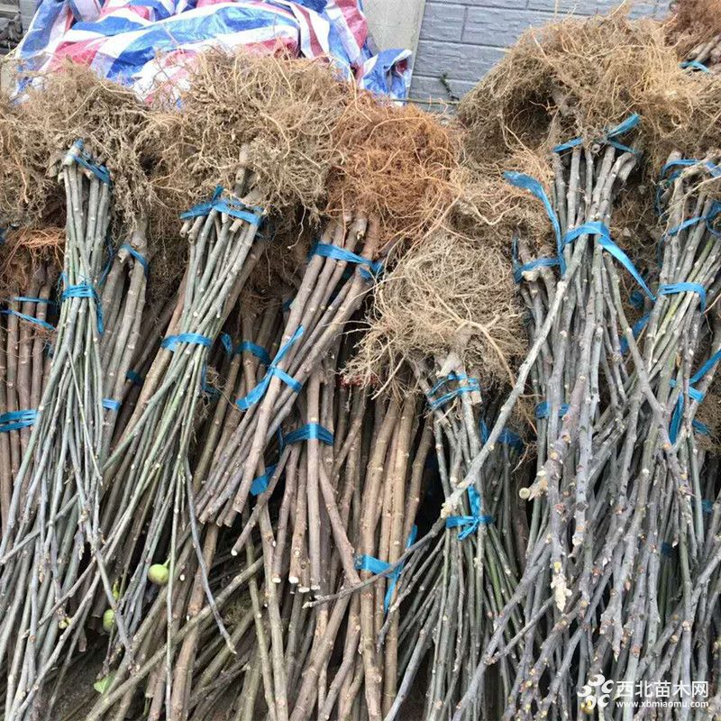 旭日苗木基地大量出售金傲芬无花果苗 南方北方种植品种苗 家庭室内种植 当年结果示例图4