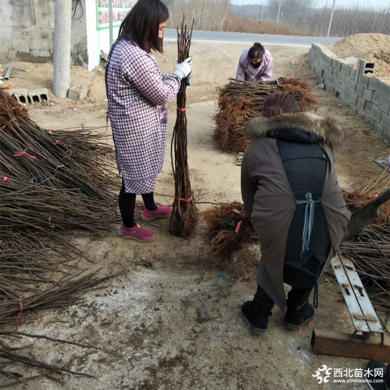 旭日苗木基地大量出售金傲芬无花果苗 南方北方种植品种苗 家庭室内种植 当年结果示例图5