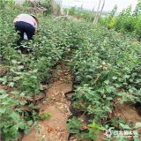 油蟠桃树苗有矮化吗,哪里有出售桃苗的,钦州新闻桃苗报价