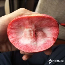 苹果苗多少钱 买苹果苗一棵多少钱