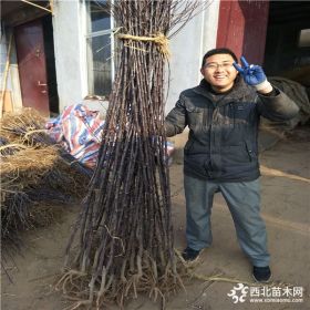 1公分苹果树苗哪里有,哪里卖黄皮苹果,盆栽苹果苗多少钱