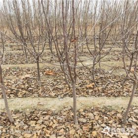 苹果树苗基地 想买苹果苗