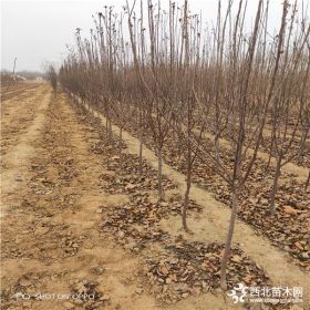 1公分苹果树苗哪里有,哪家苹果树苗多便宜,苹果树苗供应基地