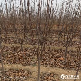 哪里卖维纳斯苹果树,苹果树苗19年价格,盆栽苹果苗多少钱