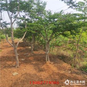 哪里卖苹果树苗,想买当年结果苹果树,盆栽苹果苗多少钱