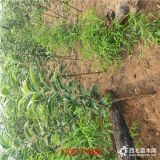 维纳斯苹果树苗 3公分 5公分苹果苗多少钱