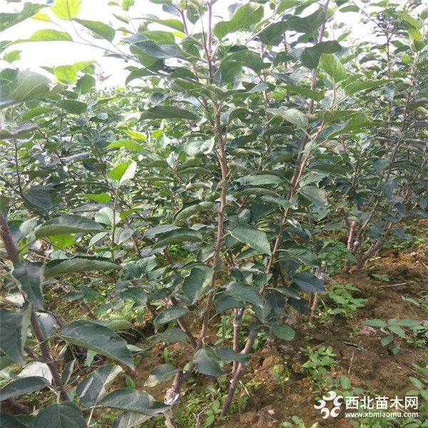 哪里批发望山红苹果树苗 望山红苹果树苗价格是多少