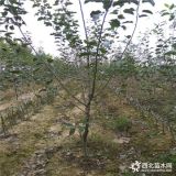 红之梦苹果树苗、红之梦苹果树苗基地