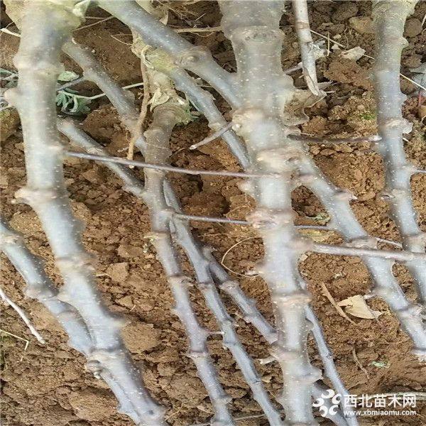 鲁丽苹果树苗品种介绍、2019年鲁丽苹果树苗价格