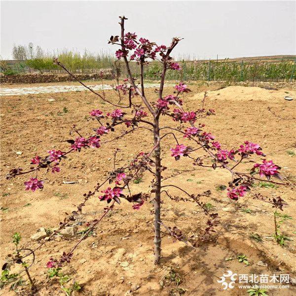 红肉苹果树苗基地 红肉苹果树苗出售多少钱