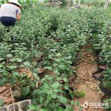 紐扣蟠桃樹(shù)苗哪里賣(mài),黃色桃子是哪個(gè)品種,泰安苗圃桃苗繁育基地