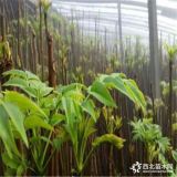 香椿苗品種純正 種植用香椿苗多少錢