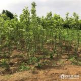 鲁丽苹果苗、鲁丽苹果苗价格