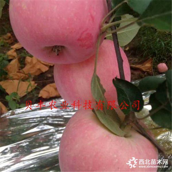 早熟蘋果樹(shù)苗