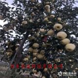 鲁丽苹果苗哪里有卖的-哪里卖苹果苗、苹果苗多少钱一棵