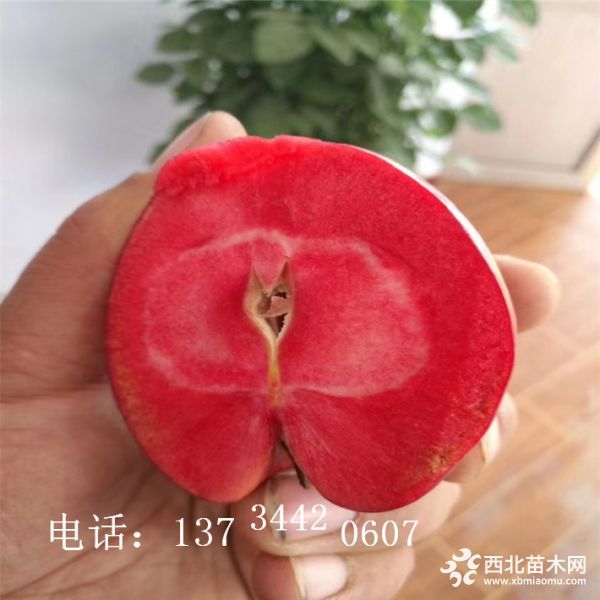 苹果苗 (135)