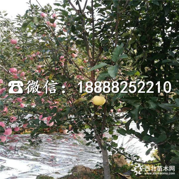 阿克苏苹果苗 新品种阿克苏苹果苗 山东阿克苏苹果苗