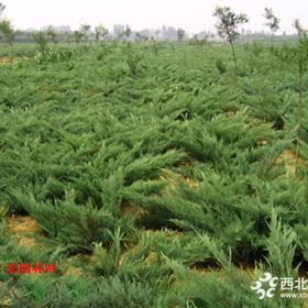 铺地柏 沙地柏供应陕西地柏30-80厘米移植苗直销 价格低 易成活