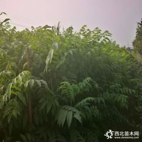 香椿苗价格 基地一年生香椿苗多少钱一颗