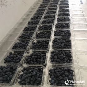 哪里出售桃树苗，春雪桃树苗哪里卖=桃树苗好品种哪里卖