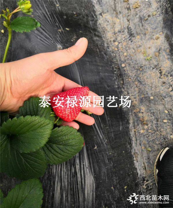 妙香三号草莓苗