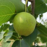 豐水梨樹(shù)苗怎么賣(mài)、我想買(mǎi)豐水梨樹(shù)苗、豐水梨樹(shù)苗繁育基地