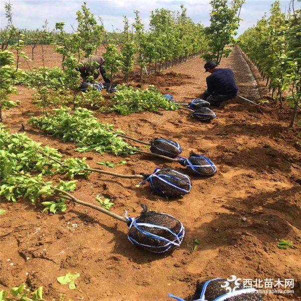 香梨樹苗哪里有賣、我想買香梨樹苗、香梨樹苗價格