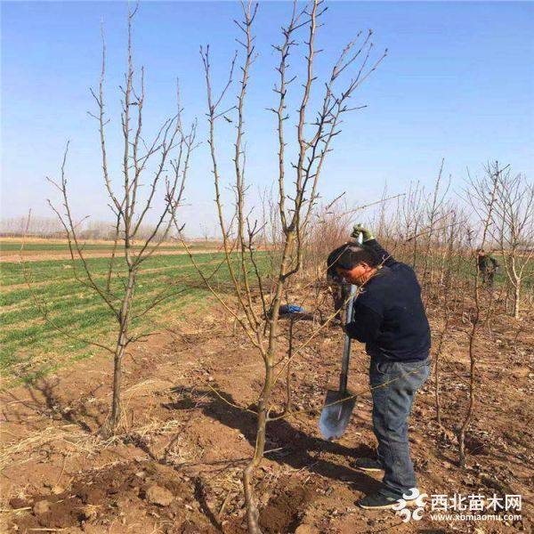 早酥梨樹苗報(bào)價(jià)、早酥梨樹苗批發(fā)、山東早酥梨樹苗