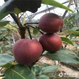 八月紅梨樹苗批發(fā)基地、今年八月紅梨樹苗批發(fā)價(jià)格