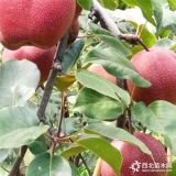 初夏綠梨樹(shù)苗、初夏綠梨樹(shù)苗價(jià)格、初夏綠梨樹(shù)苗基地