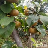 全紅梨樹苗供應(yīng)、全紅梨樹苗基地、全紅梨樹苗苗圃