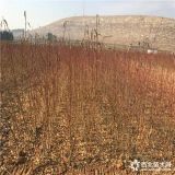 映霜紅桃樹苗出售、今年映霜紅桃樹苗批發(fā)價格