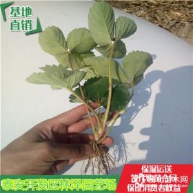 白草莓苗价格章姬草莓苗怎么买