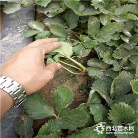 白草莓苗价格甜查理草莓苗报价价格