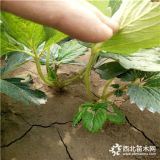 法兰地草莓苗价格章姬草莓苗一棵多少钱