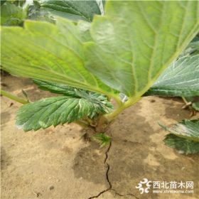 红颜草莓苗价格红颜草莓苗基地价格