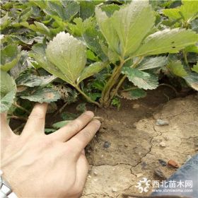 红颜草莓苗价格咖啡草莓苗一棵产量