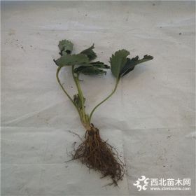 红颜草莓苗价格奶油草莓苗种植技术