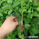 基地直銷各種草莓苗  草莓苗報價