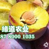 脆紅李樹(shù)苗批發(fā)價(jià)格2019年多少錢(qián),脆紅李樹(shù)苗批發(fā)基地