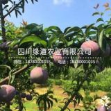 今年種植什么鳳凰李樹苗好,鳳凰李樹苗新品種直銷介紹