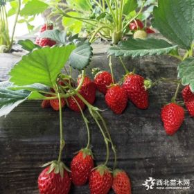 奶油草莓苗基地 2019奶油草莓苗多少钱一棵