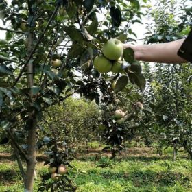 矮化苹果苗价格及报价矮化苹果苗基地图片