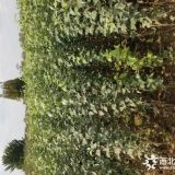 嫁接~矮化砧m9t337苹果苗价格山东郁林农业