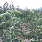 王林苹果苗批发供应出售苹果苗品种规格齐全